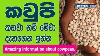 කවුපි කනවා නම් මේවා දැනගෙන ඉන්න  Benefits of Cowpeas [upl. by Alveta666]