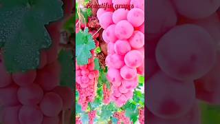 Beautiful grapes  Gerapes  grapeshortsfeedshortstrendingreels [upl. by Pronty]