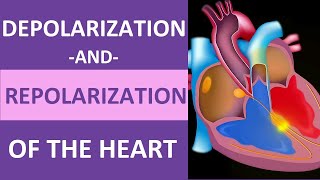 Depolarization and Repolarization of Heart Action Potential Atrial amp Ventricular Animation [upl. by Lanford]