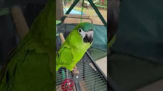 Hahns macaw gives kisses bird [upl. by Ted]