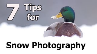 How to Photograph Birds in the Snow  7 Tips for Better Photos with Paul Miguel Photography [upl. by Aibara]