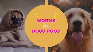 🔥Tips and Complete Guide dog worms poop  can you get worms from your pet 👍 [upl. by Paz]