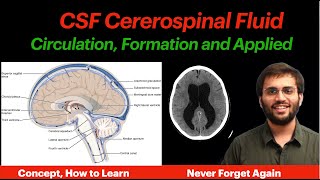 CSF Circulation  Physiology  Formation Properties Hydrocephalus CNS Physiology  Neuroanatomy [upl. by Herta211]