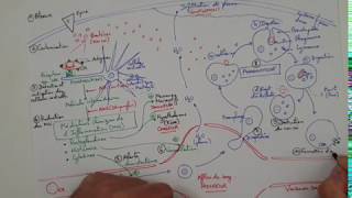 eSVT La réaction inflammatoire ou réaction immunitaire innée [upl. by Richy249]