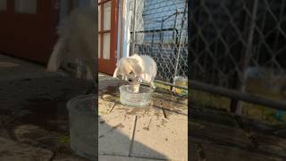 puppies goldenretriverclub goldenretrieverpuppy waterdog bestlife [upl. by Ahc]