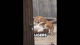 Liger vs Liger  Battle of giants animal cat fight liger lion tiger [upl. by Eiduj]