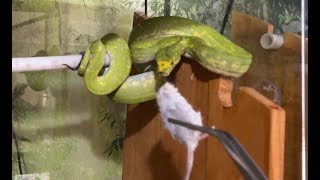 How to feed a Green Tree Python for Beginners [upl. by Pascia856]