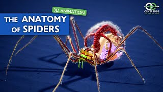 The fantastic anatomy of spiders  all you have to know [upl. by Avid]