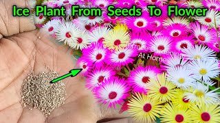 Ice Plant  Burfi Heaven  Mesberanthemu From Seeds Sowing To Flowering Update [upl. by Oidale]