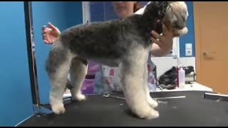 Aprende a Cortar el Pelo a tu Perro  Peluquería Canina [upl. by Angelita696]