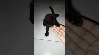 KUCING HITAM OSONG Kucing Sulawesi [upl. by Nnylodnewg]