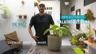 Así replantamos y cortamos hojas en esta calathea zebrina [upl. by Nauj]