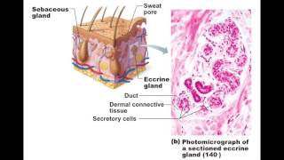 Chapter 57 Sweat Glands BIO201 [upl. by Henrieta]