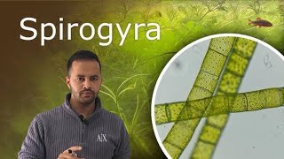 Spirogyra under microscope full video  Practical  science 🧪 [upl. by Merriam]