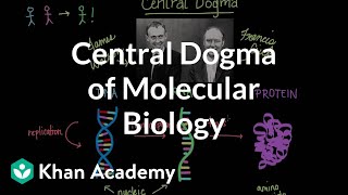 Central dogma of molecular biology  Chemical processes  MCAT  Khan Academy [upl. by Noreg162]