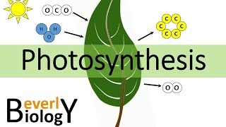 Photosynthesis [upl. by Siobhan]