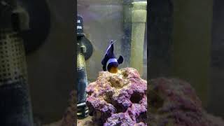 Ocellaris Clownfish  Black and White Clownfish  Saltwater Clownfish  Saltwater Fish  Aquarium [upl. by Odetta]