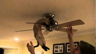 Crazy Tonkinese Cat Tricks [upl. by Mulcahy200]