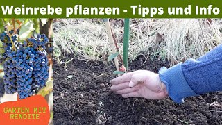 Weinrebe pflanzen  Weintraube pflanzen  Tipps und Info [upl. by Coop555]