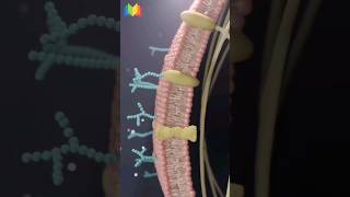 Plasma Membrane [upl. by Raleigh]