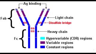 Antibody Structure [upl. by Norvol]