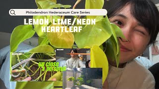 Plant Care Days  Philodendron Hederaceum Lemon LimeNeon  secret to fast growing bushier plant [upl. by Barling]