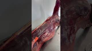 hunting biltong venison [upl. by Laurentia716]