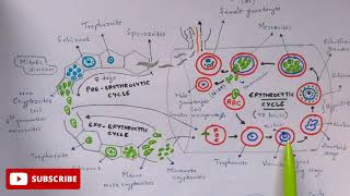 Plasmodium vivax in man phase  Detailed  Step by step  NEET  Bio science [upl. by Sibylla]