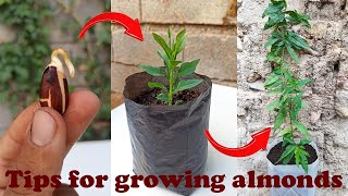 How to grow Almond tree at Home how to grow badam Trees from seeds easily [upl. by Hellene]