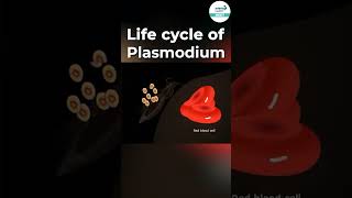 Life Cycle of Plasmodium 🦟  shorts ytshorts  Infinity Learn NEET [upl. by Booze11]