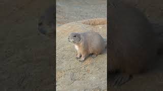 Prairie dogs live in quottownsquot naturepbs prairiedogs animalshorts wildlife [upl. by Corbett]