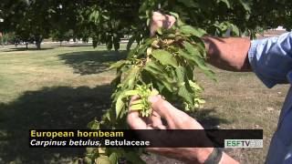 Trees with Don Leopold  European hornbeam [upl. by Myrtle]