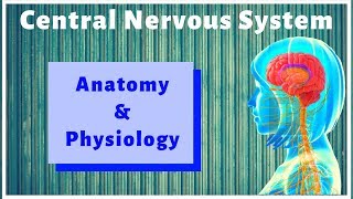 ANATOMY AND PHYSIOLOGY OF CENTRAL NERVOUS SYSTEM  GPAT2020  PHARMACIST EXAM  RAILWAY PHARMACIST [upl. by Enal]