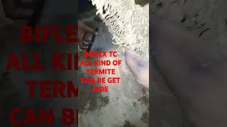 Get ride all kind of termite in BIFLEX TC FOR BEST RESULTS [upl. by Konikow]