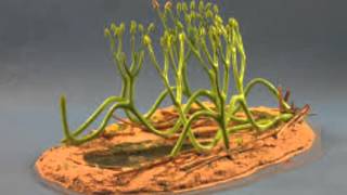 Arbuscular Mycorrhizal Fungi [upl. by Darcia]