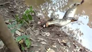 Electric Eel Kills The Alligator  Must See The Alligator Dies [upl. by Ettenawtna]