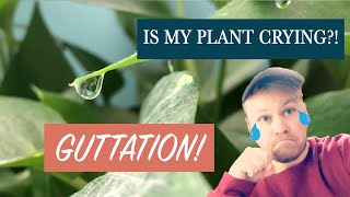 My Plants Crying Nah Its Just Guttation [upl. by Airenahs]