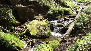 eau pure dans une forêt magique [upl. by Anu]