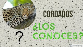 CORDADOS  Su origen según Garstang DivulgaciónCientífica [upl. by Essie623]