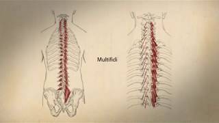 Multifidi and Rotatores Palpation [upl. by Traggat]