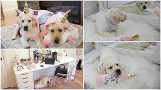 New Lab Puppy Birthday Haul Christmas Decor  Sad News [upl. by Gerger]