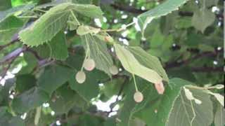 Apprendre à reconnaitre un arbre  le tilleul [upl. by Zysk]