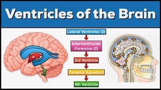 Ventricles of the Brain Anatomy and Cerebrospinal Fluid CSF Circulation [upl. by Nathanial]