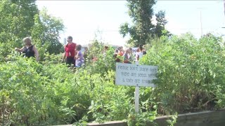 Como Park Elementary School Garden [upl. by Htes]