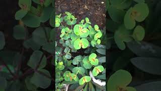 Euphorbia amygdaloides purpurea  perennial plant garden plant short plants flowers euphoria [upl. by Anisor]