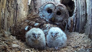 Wild Tawny Owls Adopt 6 Orphaned Owlets  Full Story  Luna amp Bomber  Robert E Fuller [upl. by Joshuah936]