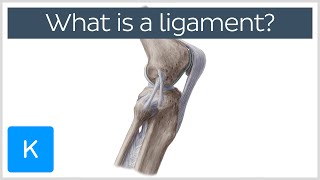 What Is a Ligament Definition and Overview  Human Anatomy  Kenhub [upl. by Eseilanna]