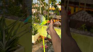 Love birds training🦜 Birds harness training birds parrot minivlog shortvideo shortvideo ￼ [upl. by Brodeur]