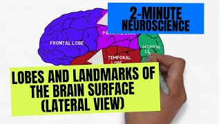 2Minute Neuroscience Lobes and Landmarks of the Brain Surface Lateral View [upl. by Ogait200]