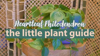 Heartleaf Philodendron Plant Guide  Philodendron Hederaceum philodendron [upl. by Lartnom249]